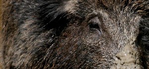 boar - фото
