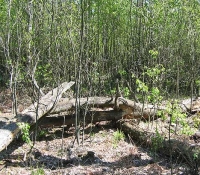 Рыжий лес