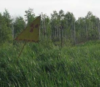 Рыжий лес