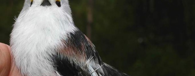 photo-birds-from-chernobyl