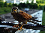 Bird photos