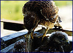Birds photo