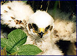 Nestling of harrier