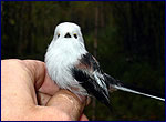 birds in exclution zone