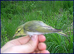wood warbler