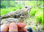 Pipit