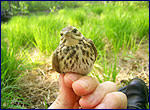 Pipit in chernobyl zone