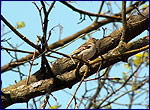 chaffinch
