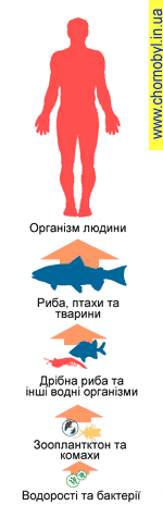Схема трофічного ланцюга