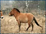Photo wildlife of chenrobyl zone