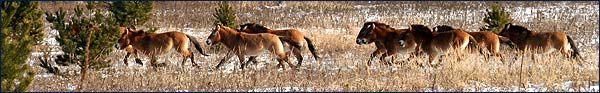Фотография лошади Пржевальского сделання скрытой камерой