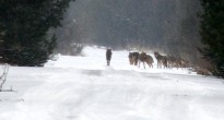 Фото волчья стая возле ЧАЭС
