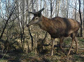 Благородный олень