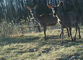 Фото оленя