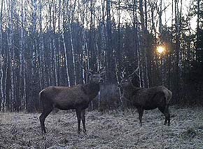 Благородный олень
