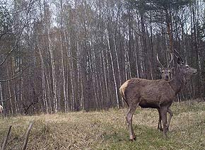 Благородный олень