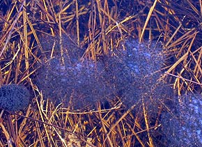 Дикий мир чернобыльской зоны отчуждения