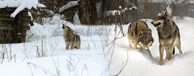 radioaktivnye-volki-chernobylia