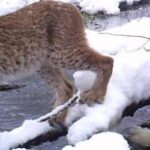 chernobylwildlife-at-trap-camera-sight