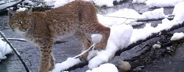 chernobylwildlife-at-trap-camera-sight