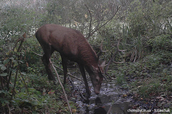 Red deer in Chernobyl Exclusion Zone