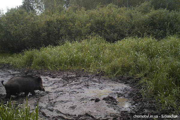 wild boar photo
