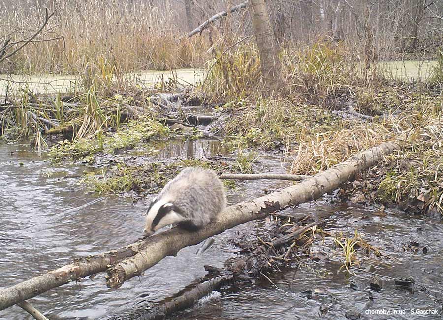 Badger photo