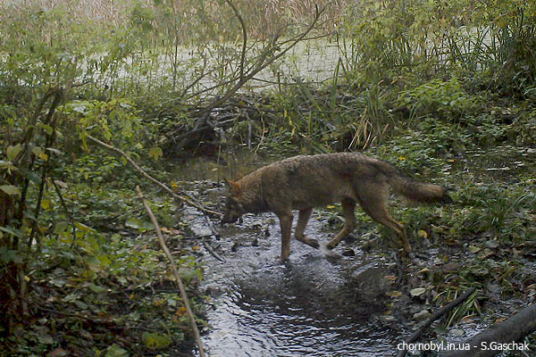 wolf photo