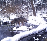 volk-zimoy-chernobyl