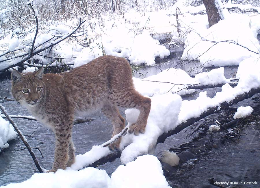 Lynx photo