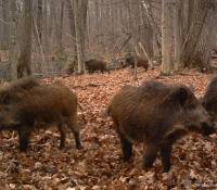 foto-dikiy-kaban-2012