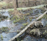 foto-enotovidnaia-sobaka-2012