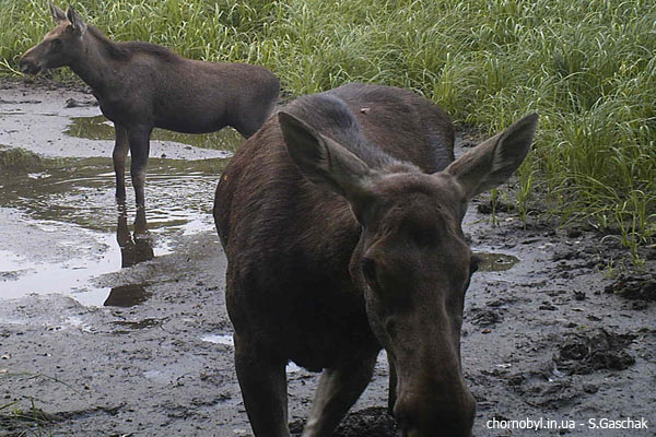 Moose photo