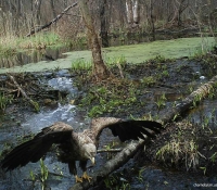 foto-orlan-belohvost-2012