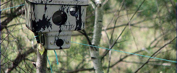 automatic-photography-of-wild-animal-in-chernobyl-zone