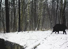 Дикий кабан фотография