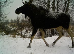 Лось фотография