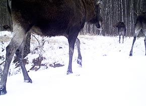 Фото лось в чернобыльской зоне