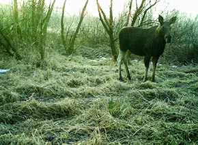 Фото лось в чернобыльской зоне
