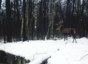 Олени в чернобыльской зоне