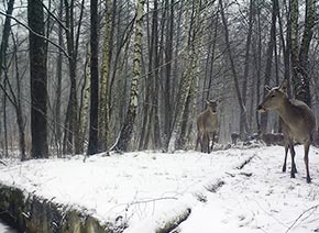 Олени в чернобыльской зоне