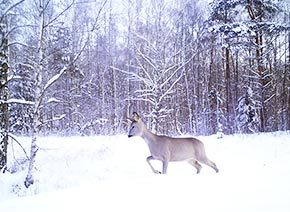 Косуля зимой в чернобыльской зоне