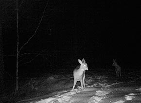 Косуля - животные чернобыльской зоны отчуждения