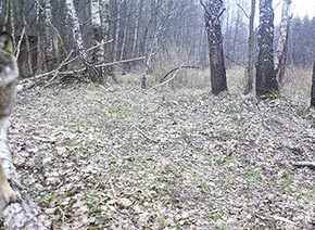 Фото волка в дикой природе 2013 год