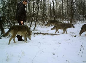 Фото волка в дикой природе 2013 год