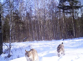 Рысь в чернобыльской зоне отчуждения