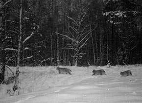 Фото рыси в дикой природе 2013 год