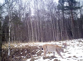 Рысь в чернобыльской зоне отчуждения