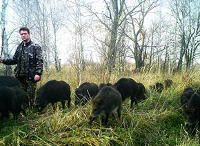 Стадо кабанов в чернобыльской зоне