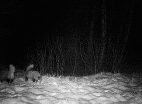 в дикой природе 2013 год